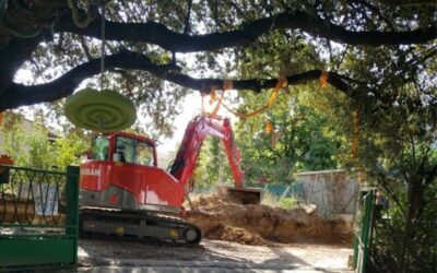 Montpellier. L’Arbre Remarquable à nouveau menacé, la Métropole bétonne
